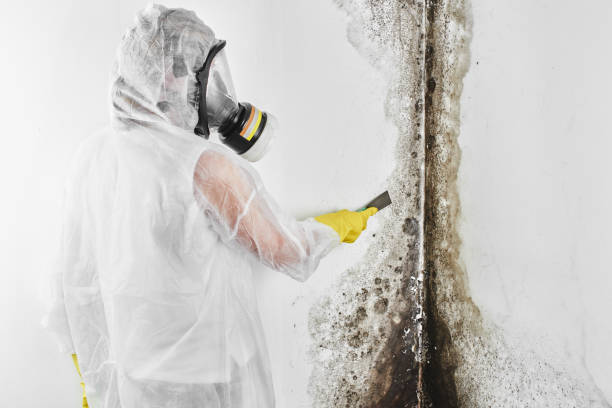 Best DIY Mold Remediation Support Services in Hudson Falls, NY