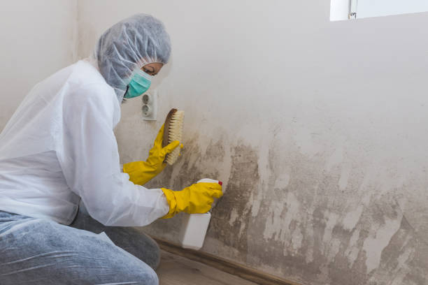 Best Mold Testing and Inspection Services in Hudson Falls, NY