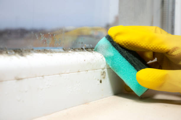 Best Black Mold Remediation in Hudson Falls, NY