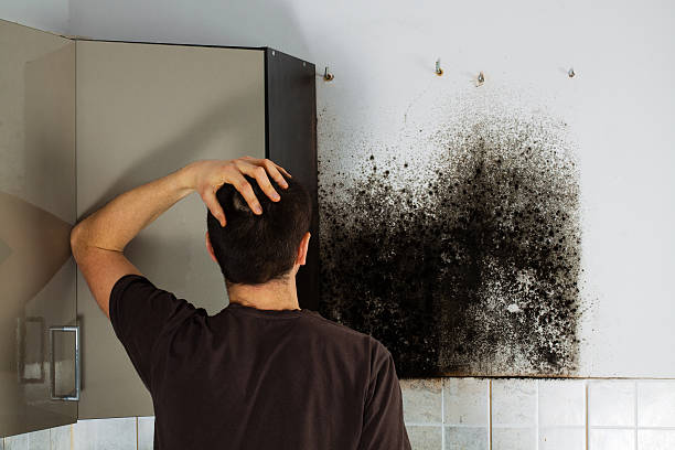 Best Basement Mold Remediation in Hudson Falls, NY