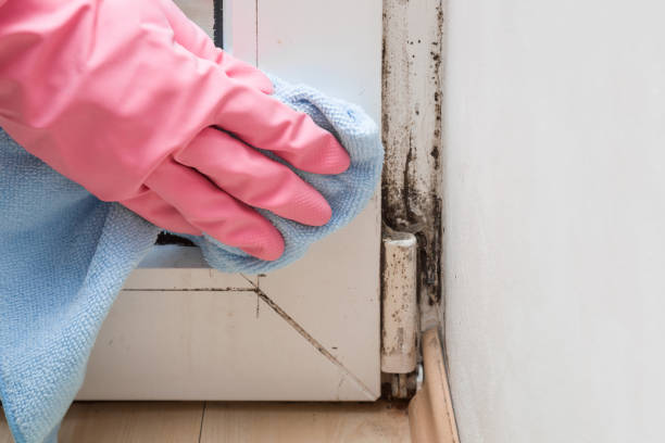 Best Emergency Mold Remediation in Hudson Falls, NY