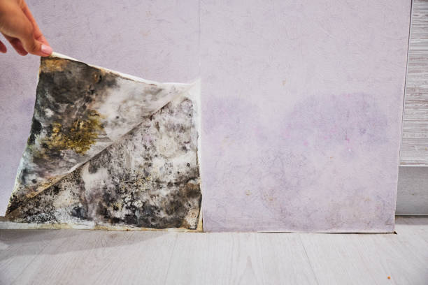 Best Insurance-Related Mold Remediation in Hudson Falls, NY